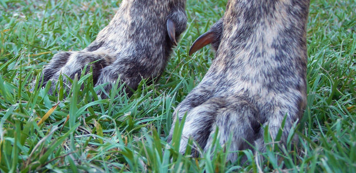 Valokuva tanskandoggin käpälistä, sekä kummankin eturaajan kannuskynsistä.